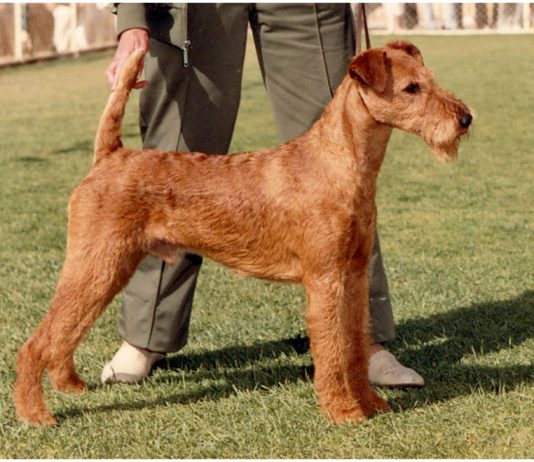 Irish Terrier
