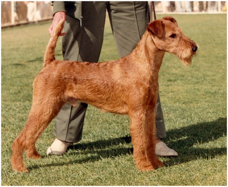 Irish Terrier