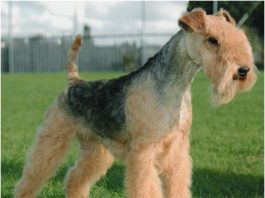 Lakeland Terrier