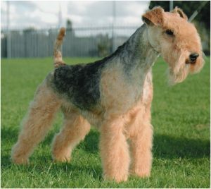 Lakeland Terrier : Facts, Puppies, Temperament, Breeders