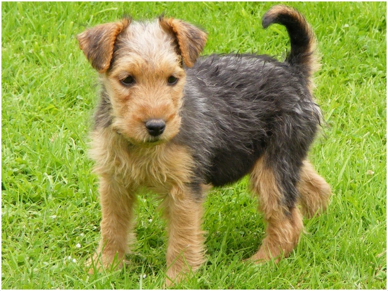 do lakeland terriers shed
