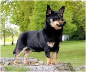 Lancashire Heeler : Puppies, Facts & Temperament