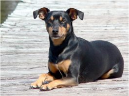 Manchester Terrier