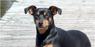 Manchester Terrier