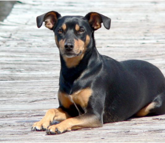 Manchester Terrier