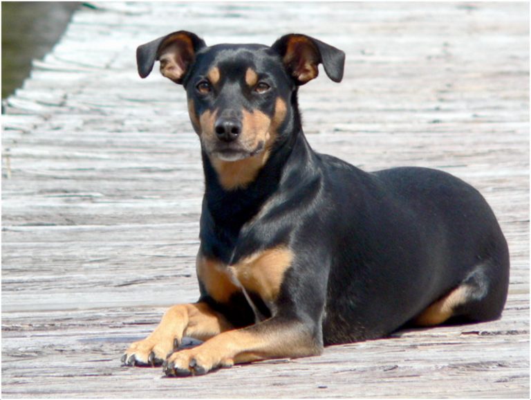 Manchester Terrier