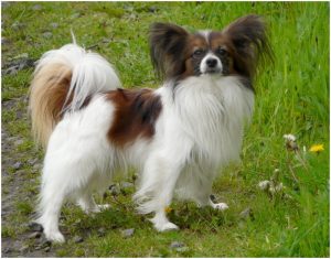 Papillon – Puppy, Price, Temperament, Pictures