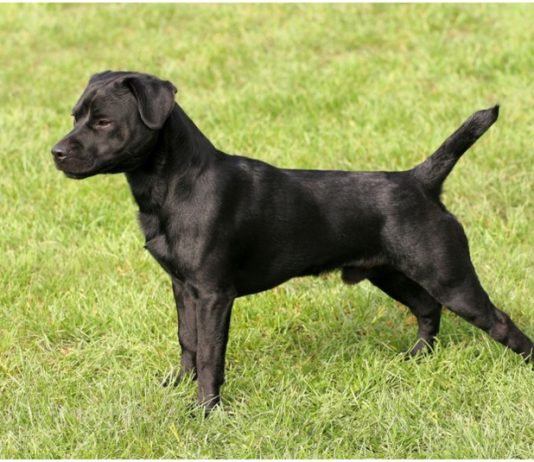Patterdale Terrier