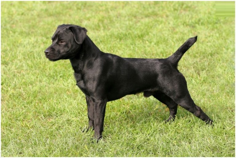 Patterdale Terrier