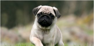 Pug