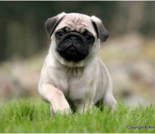 Pug