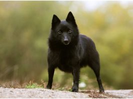 Schipperke