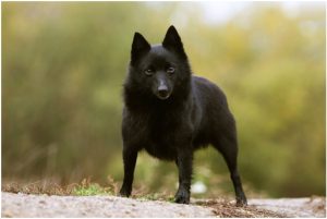 Schipperke – Dog Breed Information