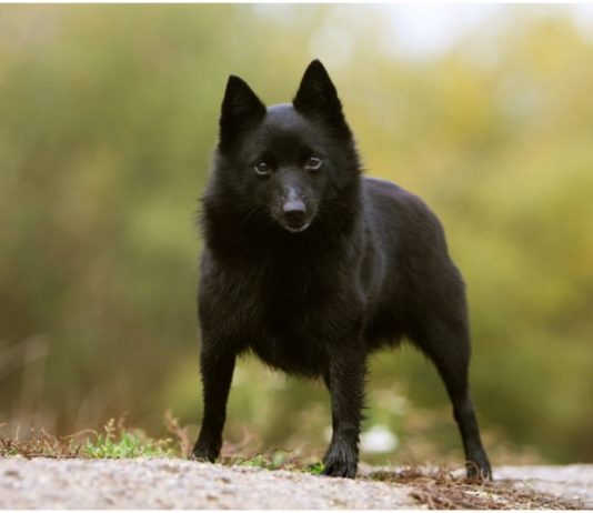 Schipperke