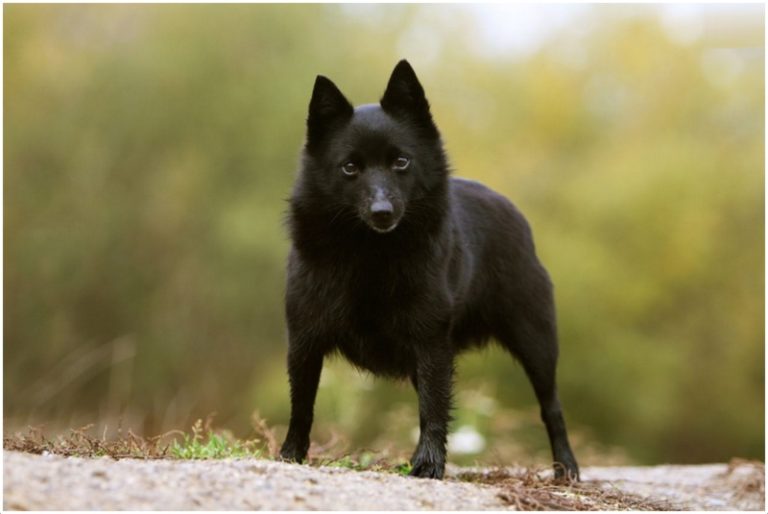 Schipperke