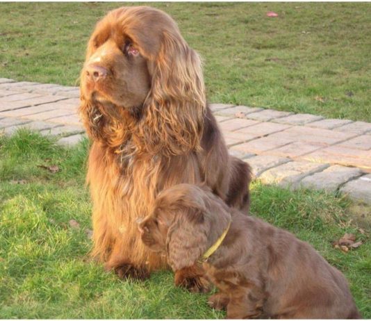 Sussex Spaniel