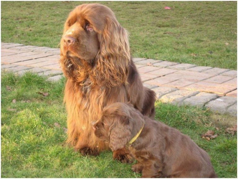 Sussex Spaniel