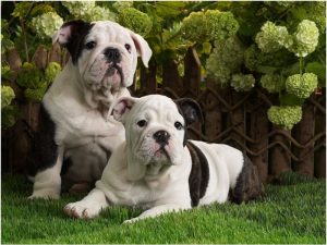 Toy Bulldog – Puppies, Breeders & Facts, Price