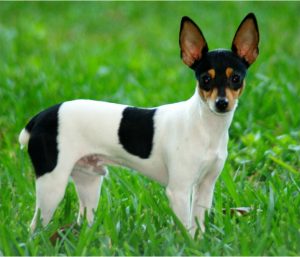 Toy Fox Terrier – Dog Breed Information
