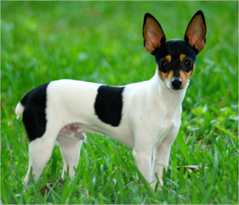 Toy Fox Terrier