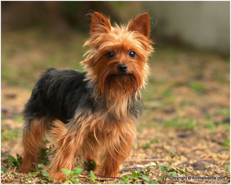 What Is The Life Span Of A Yorkie Terrier