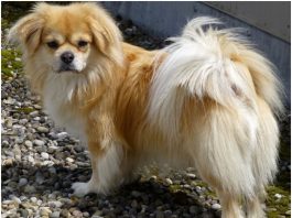 Tibetan Spaniel