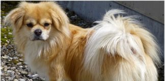 Tibetan Spaniel