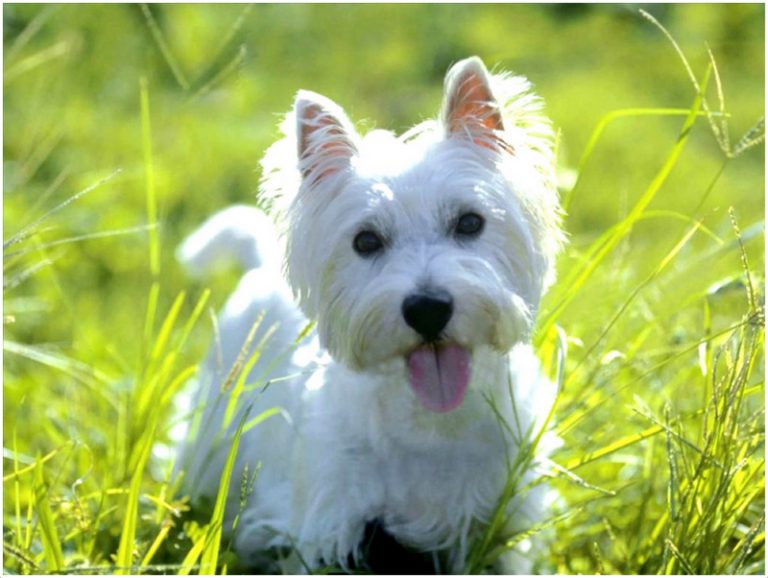 West Highland White Terrier