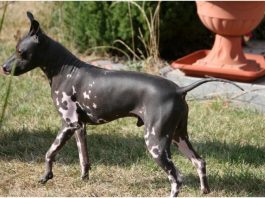 American Hairless Terrier