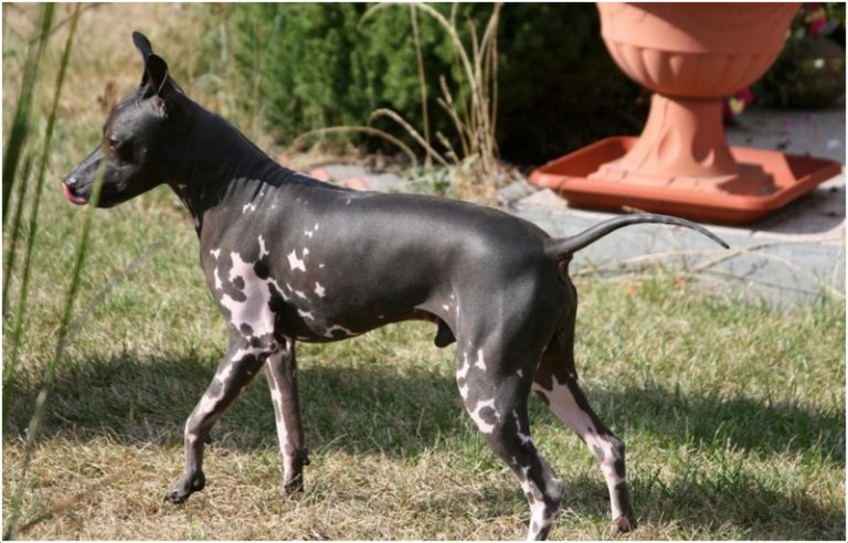 American Hairless Terrier