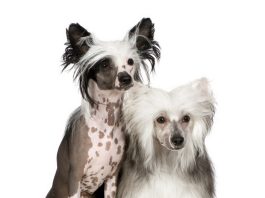 Chinese Crested