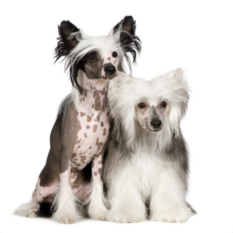 Chinese Crested