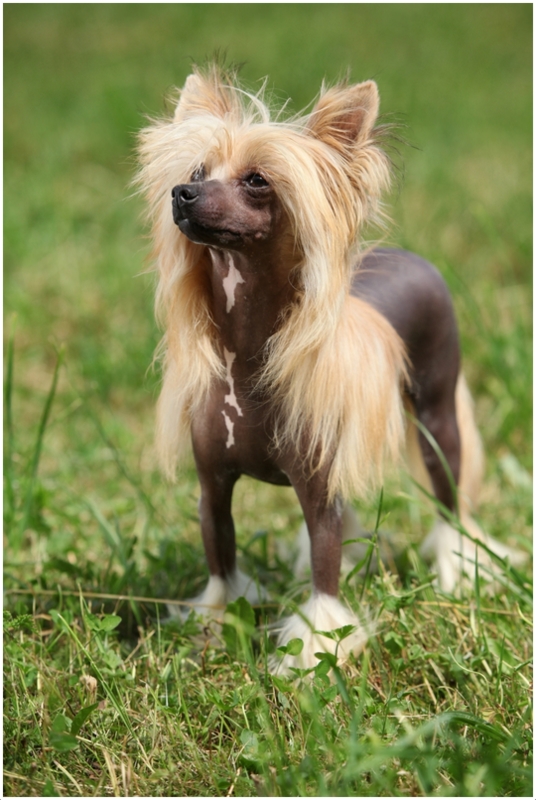 apricot chinese crested