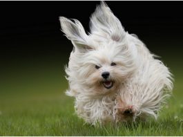 Havanese
