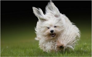 Havanese