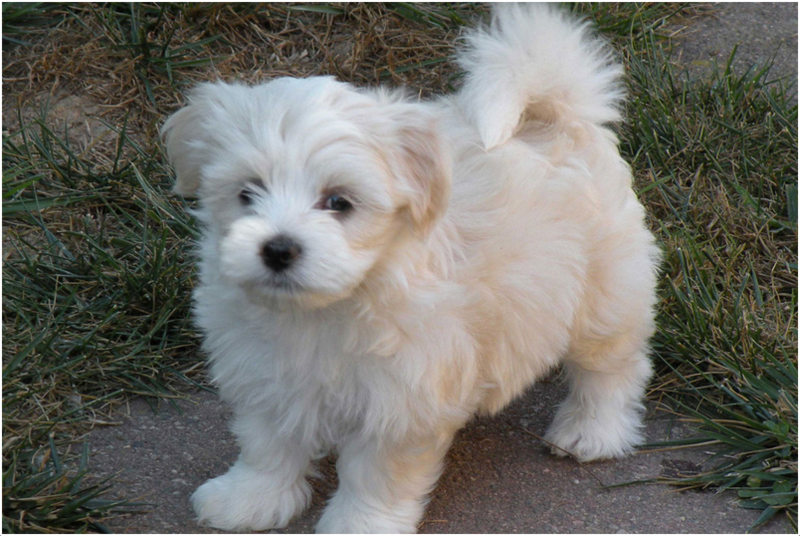 Short haired hot sale havanese pictures