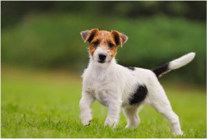 Jack Russell Terrier – Dog Breed Information