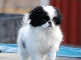 Japanese Chin