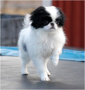 Japanese Chin : Facts, Puppies, Price, Temperament