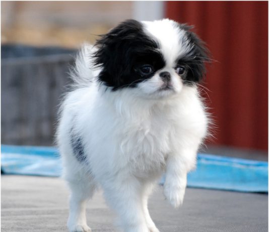 Japanese Chin