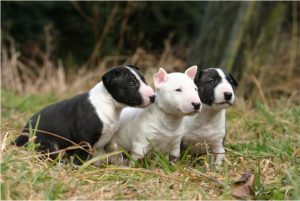 Miniature Bull Terrier – Dog Breed Information
