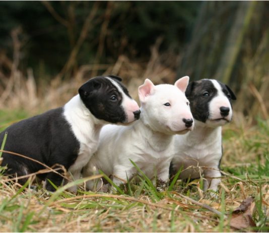 Miniature Bull Terrier