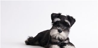 Miniature Schnauzer