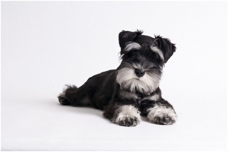 Miniature Schnauzer