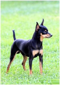 Prague Ratter