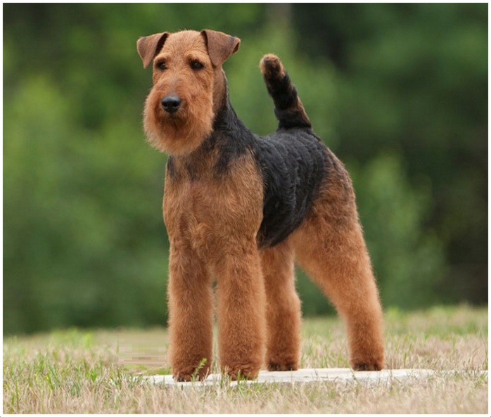 Welsh Terrier - Puppies, Breeders, Facts, Pictures ...