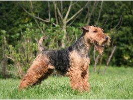 Welsh Terrier