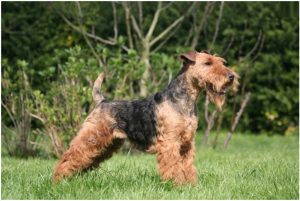 Welsh Terrier – Dog Breed Information