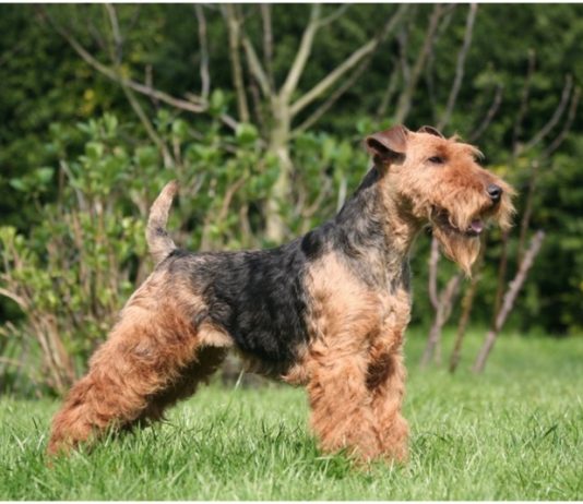 Welsh Terrier
