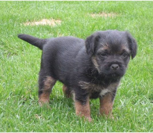 Border Terrier